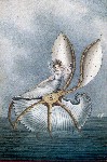 al_F004_Murray_Fairy_Resting_on_Shell, 206 kb